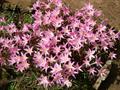 Zephyranthes Grandiflora
